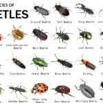 Beetle bugs body characteristics and features