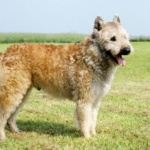 Belgian Laekenois Dog life history characteristics