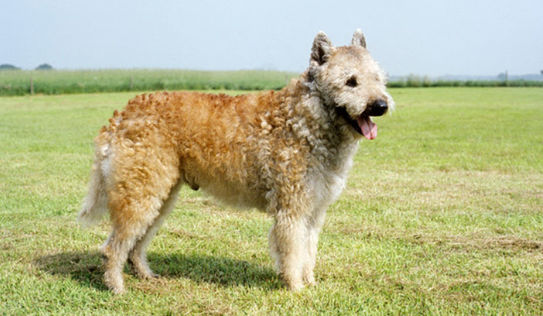 Top 10 Facts about Belgian Laekenois Dog