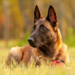 Belgian Malinois Dog body characteristics and features