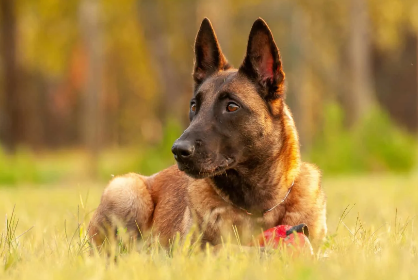 Belgian Malinois Dog body characteristics and features