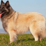 Belgian Tervuren breed body characteristics and features