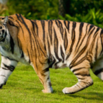 Bengal Tiger - body characteristics and features