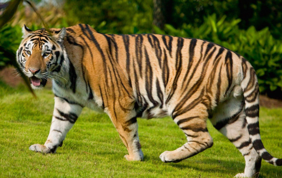 Top 10 Facts about Bengal Tiger