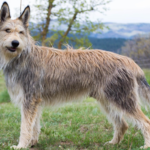 Berger Picard body characteristics and features