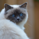 Birman Cat physical features and habitat