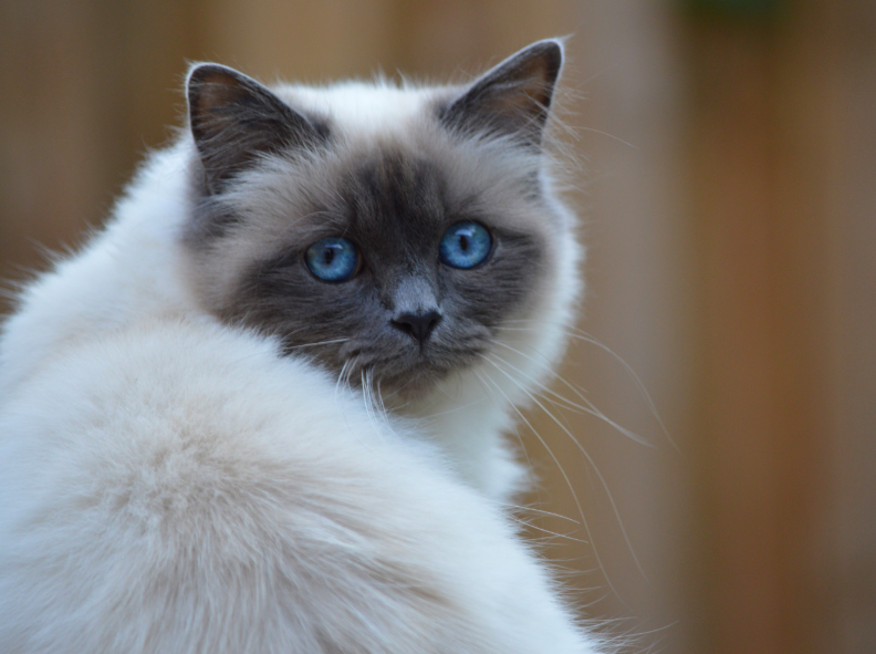 Top 10 Facts about Birman Cat