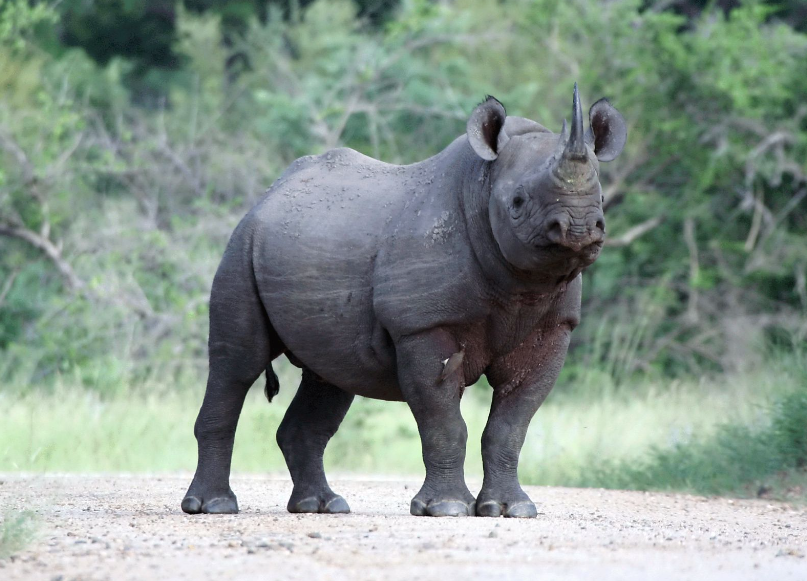 Top 10 Facts about Black Rhinoceros