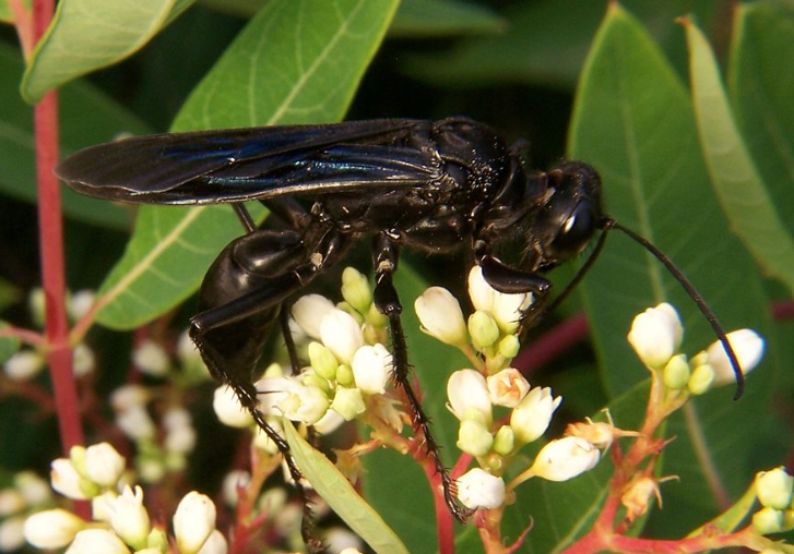 Black Wasp Insect facts and habitat