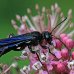 Black wasp insect body characteristics and features