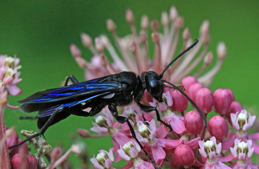 Black wasp insect body characteristics and features