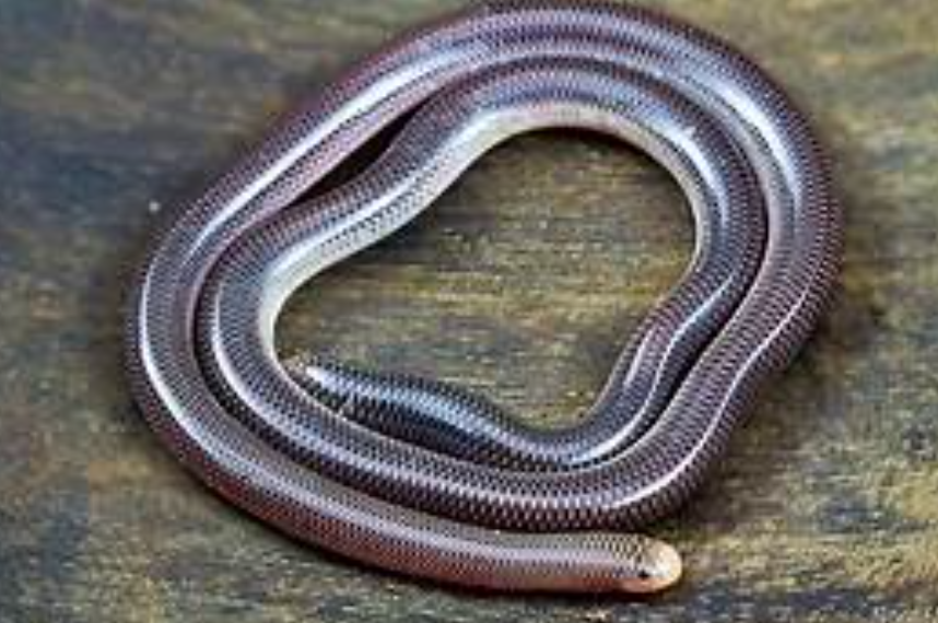 Blind Snake body characteristics and features