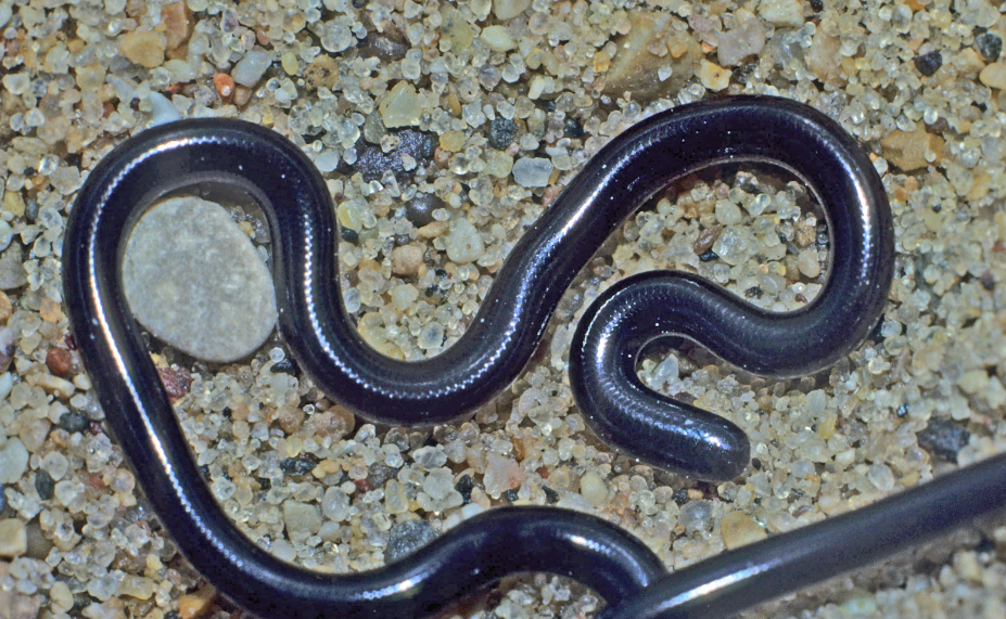 Blind Snake facts and features