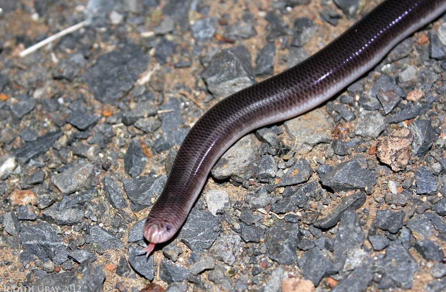 Blind Snake physical characteristics