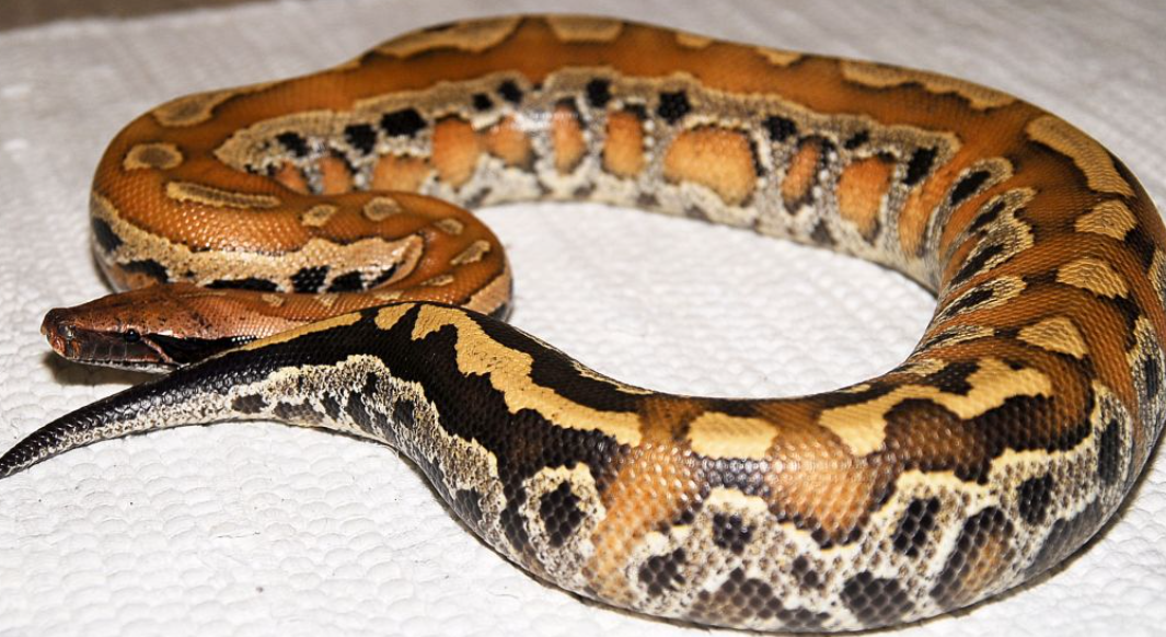 Blood Python Snake facts and features