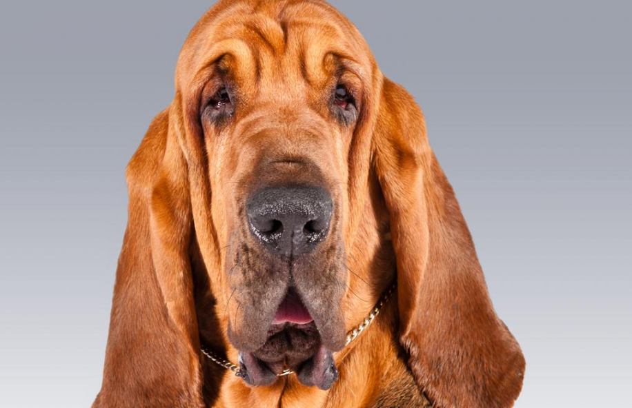 Bloodhound Dog physical features and habitat