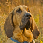 Bloodhound dog facts and features
