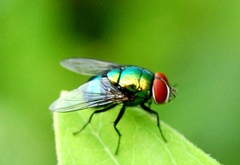 Blowfly Insect facts and features