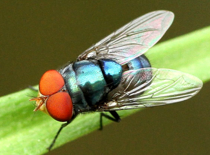 Blowfly Insect physical features and habitat