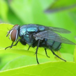 Blowfly facts and features
