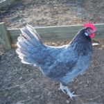 Blue Andalusian - body characteristics and features