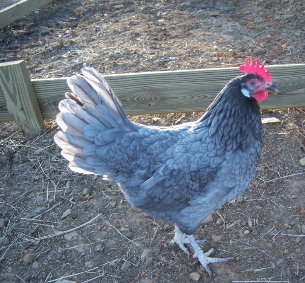 Top 10 Facts about Blue Andalusian hen - ANIMALS