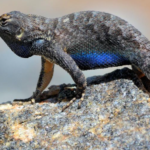 Blue Belly Lizard - diet, habits, behaviour and characteristics
