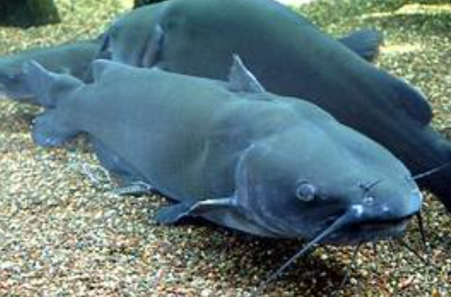 Blue Cat Fish - body characteristics and features