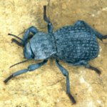 Blue Death Feigning Beetle animal appearance features