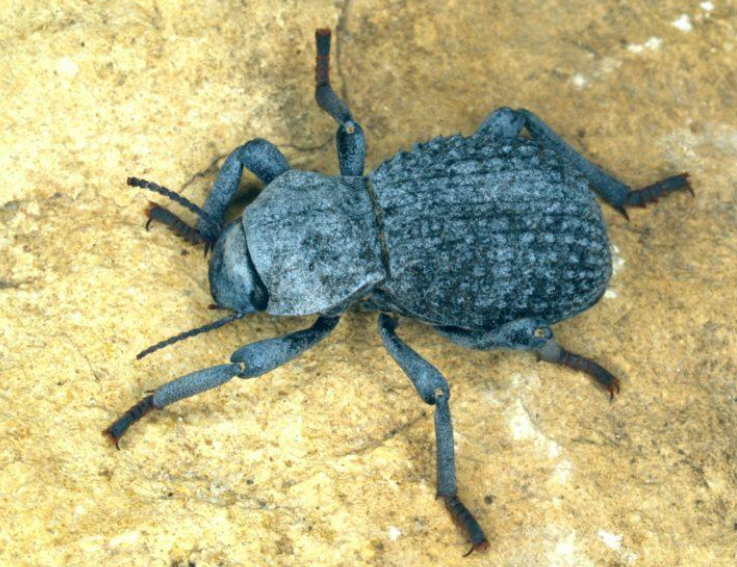 Top 10 Facts about Blue Death Feigning Beetle