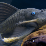 Blue Eyed Pleco - body characteristics and features