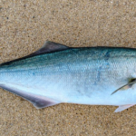 Blue Fish - diet, habits, behavior and characteristics