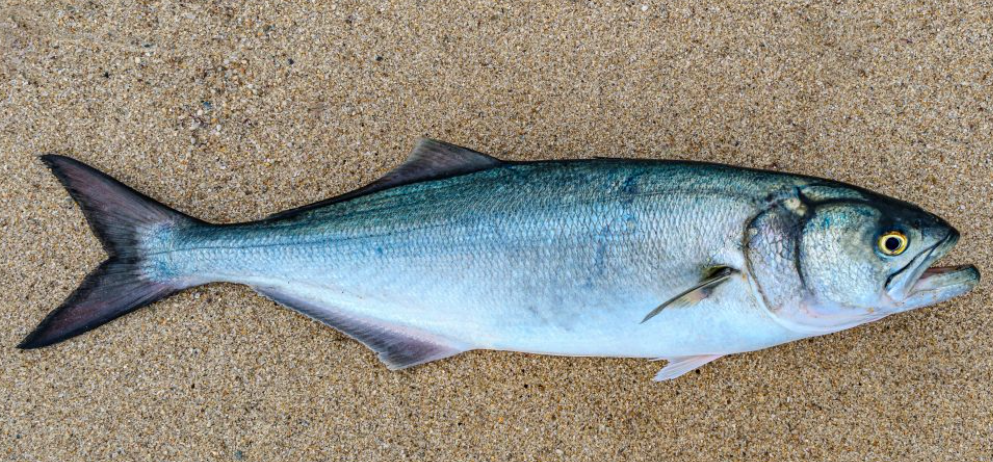 Top 10 Facts about Bluefish