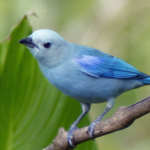 Blue Gray Tanager Bird - appearance, physical features, diet and habitat