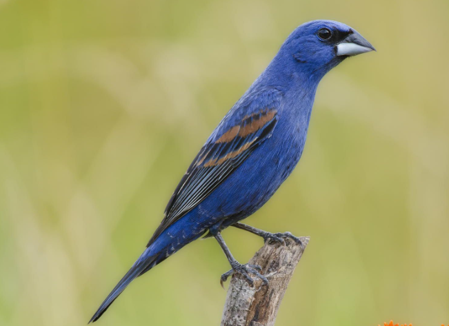 Blue Grosbeak Bird facts and features