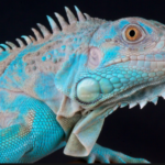 Blue Iguana lizard physical features and habitat