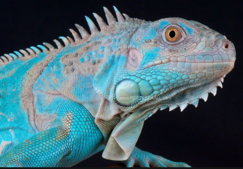 Top 10 Facts about Blue Iguana lizard
