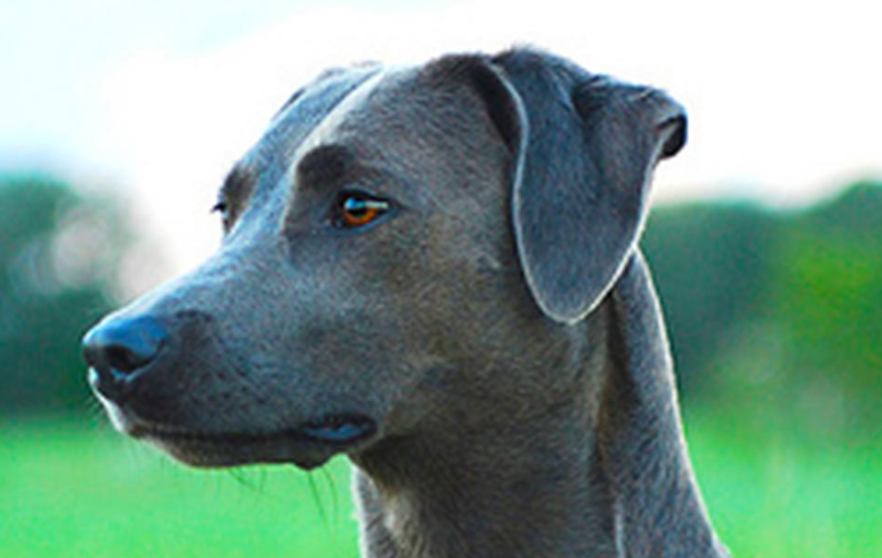 Blue Lacy Dog - body characteristics and features