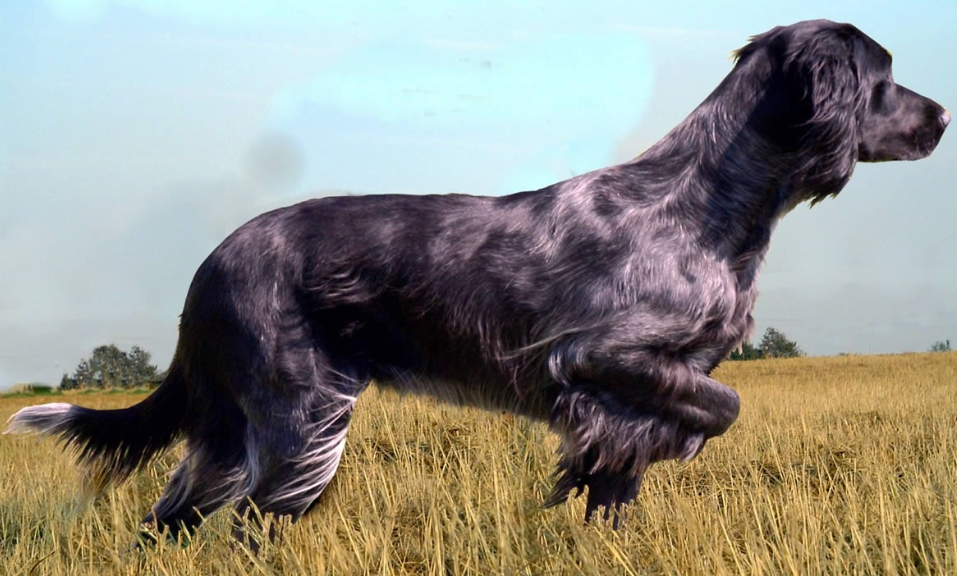 Top 10 Facts about Blue Picardy Spaniel