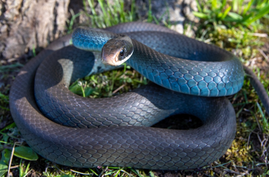 Top 10 Facts about Blue Racer Snake