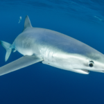 Blue Shark Fish - appearance, physical features, diet and habitat