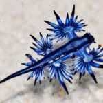 Blue dragon sea slug animal appearance features