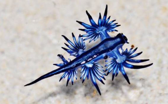 Top 10 Facts about Blue Dragon Sea Slug