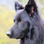 Blue german Shepherd - appearance, physical features, diet and habitat