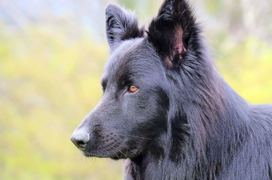 Blue german Shepherd - appearance, physical features, diet and habitat