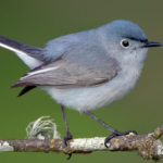 Blue gray Gnatcatcher - appearance, physical features, diet and habitat