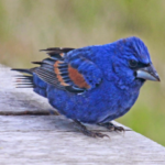Blue grosbeak bird life history characteristics