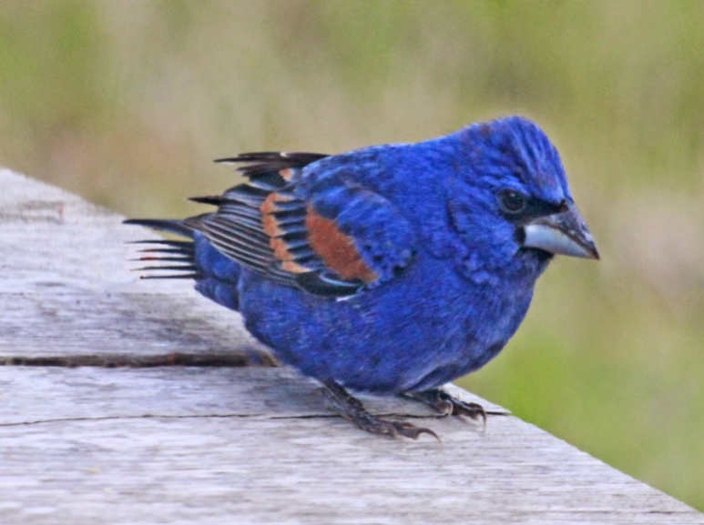 Blue grosbeak bird life history characteristics