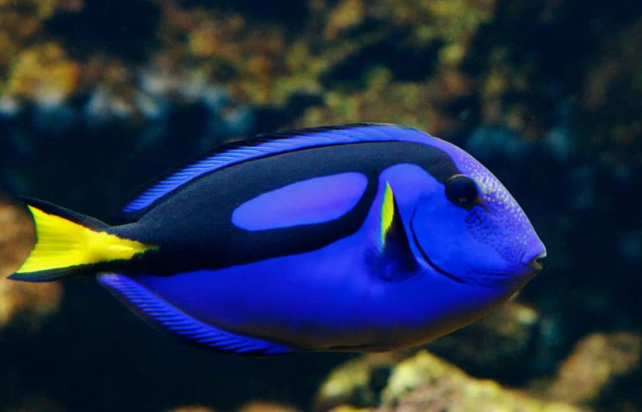 Blue tang characteristics and features