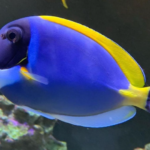 Blue tang - diet, habits, behavior and characteristics